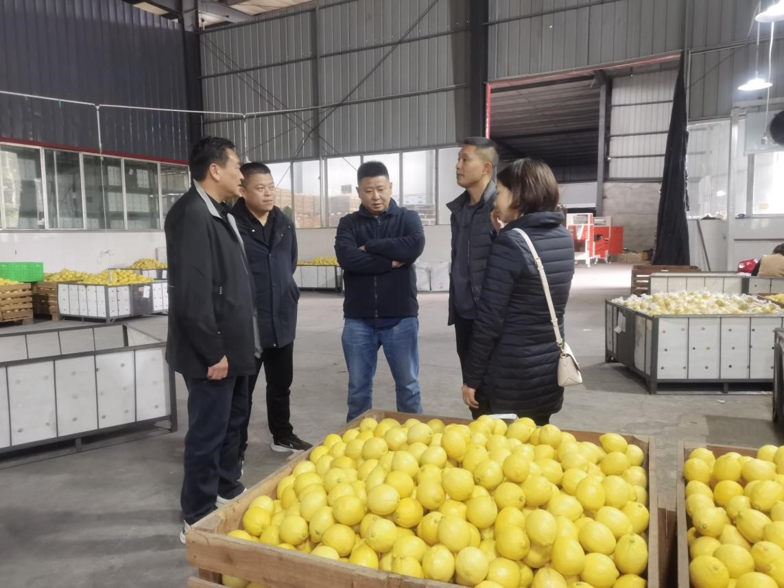 調(diào)研檸檬之都，探尋水果合作機(jī)遇